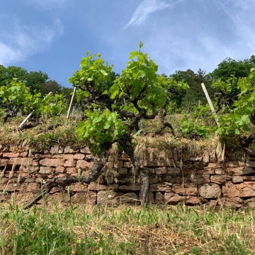 Rare & Fine Wines Tour 2023