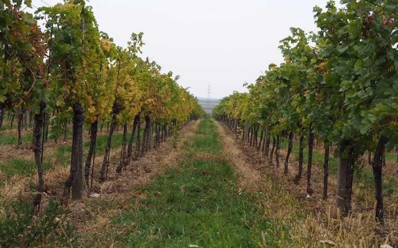 Burgenland - Kraftvolle Rotweine 