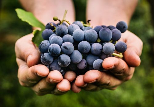 Helfen bei Wein