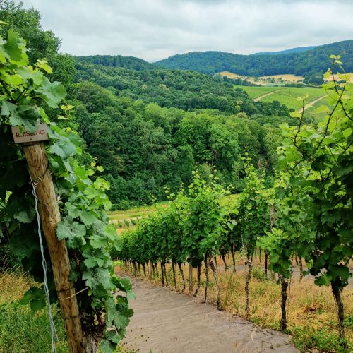 Rare & Fine Wines Tour 2023