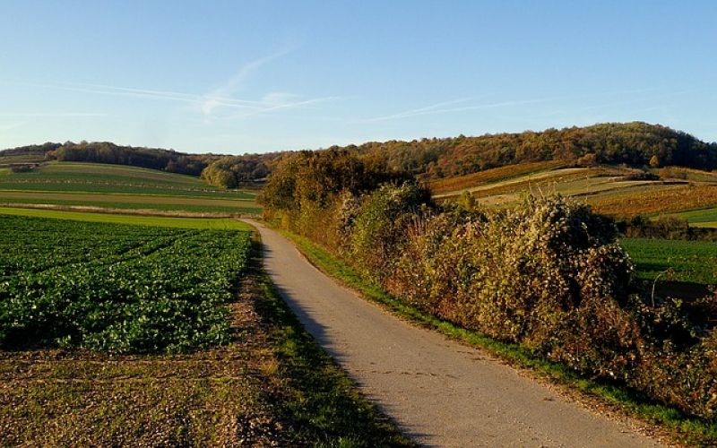 Weinregion Burgenland